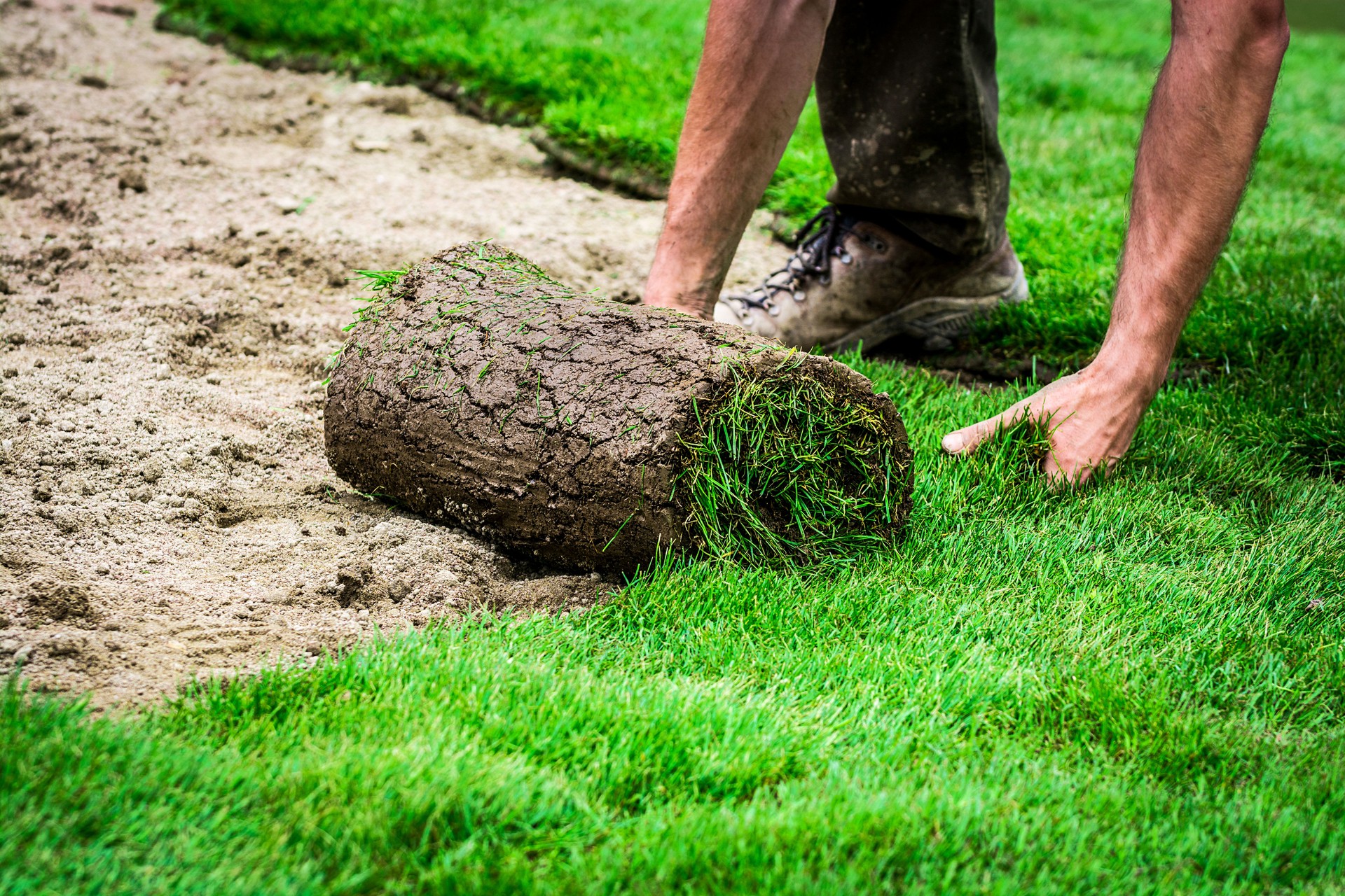 Planting new grass