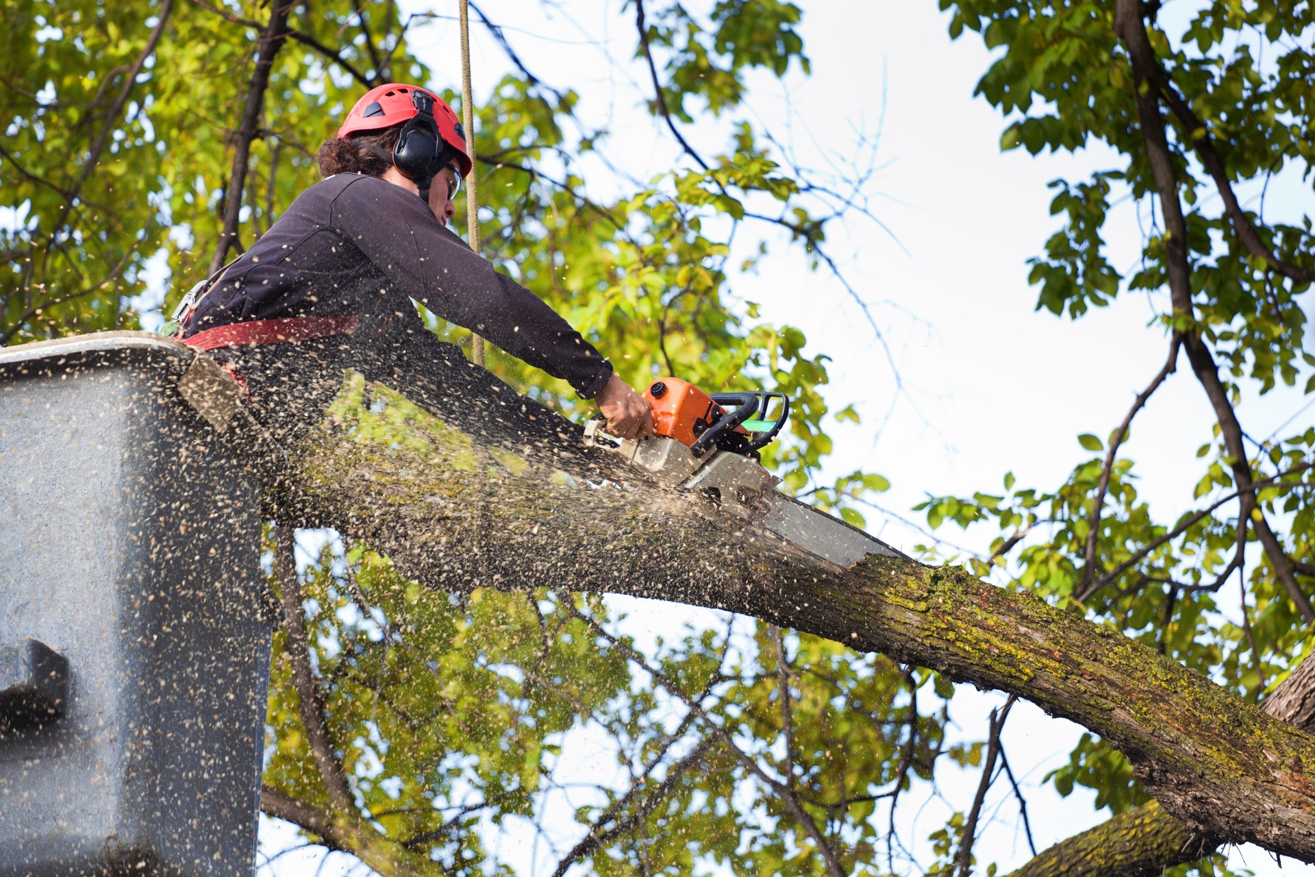 Arborist Tree Pruning Service Working on High Branches